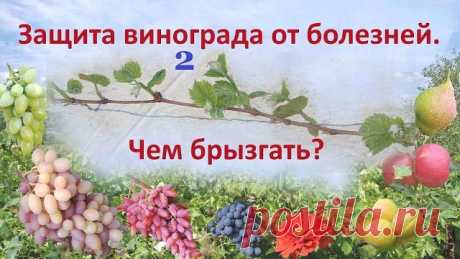 ГРАФИК РАБОТ И ОБРАБОТОК НА ВИНОГРАДНИКЕ   Г. АРСЕНЬЕВ

Невозможно получить качественный и высокий урожай винограда без четкого знания и выполнения всех необходимых мероприятий. Чтобы не путаться и не вспоминать что и когда делал, я разработал график работ и обработок на винограднике.Согласно этому графику заблаговременно заготавлмваются органические и минеральные удобрения, необходимые ядохимикаты и т. д.. График работ и обработок на винограднике составлен таким образом, ...