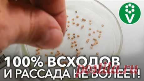 ВСЕГДА ДОБАВЛЯЮ ЭТО ПРИ ПРОРАЩИВАНИИ СЕМЯН томатов и перцев! 100% всхожесть и рассада не болеет | Procvetok | Дзен