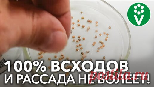ВСЕГДА ДОБАВЛЯЮ ЭТО ПРИ ПРОРАЩИВАНИИ СЕМЯН томатов и перцев! 100% всхожесть и рассада не болеет | Procvetok | Дзен