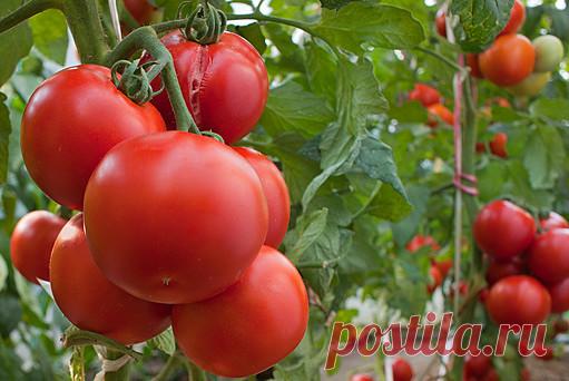 Выращивание томатов