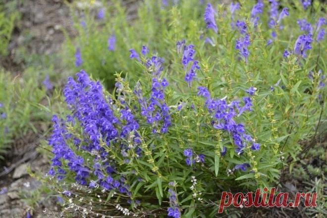Шлемник байкальский: лекарство от многих болезней Шлемник байкальский, известный и под другими названиями: скутелария, жен-лен, хуан-цинь. Кстати, это растение издавна широко используется в тибетской и китайской медицине. На его основе выпускаются лекарственные и косметические препараты.   …