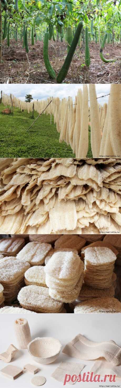 Как растет МОЧАЛКА (Люффа). Практический опыт выращивания