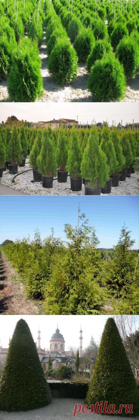 Посадка и уход за туей. Разновидности туи