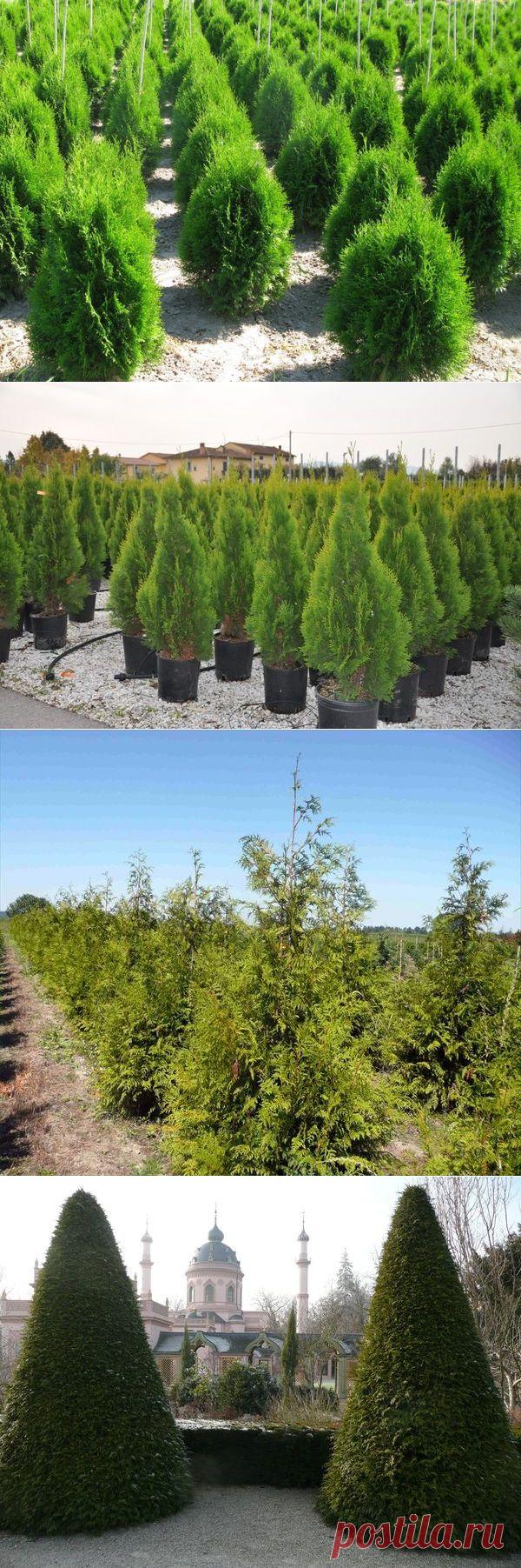 Посадка и уход за туей. Разновидности туи
