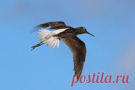 Marsh Sandpiper - Поиск в Google