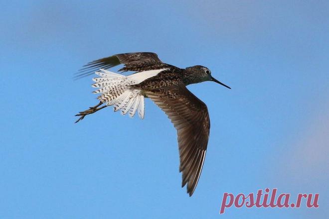 Marsh Sandpiper - Поиск в Google