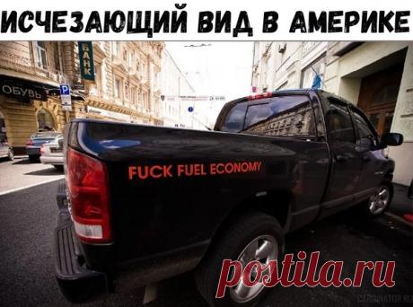 Исчезающий вид в Америке