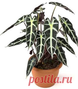 Алоказия, уход и содержание | Цветы и травы