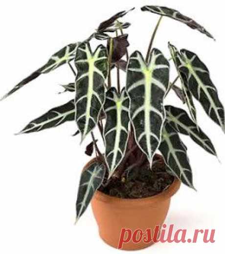Алоказия, уход и содержание | Цветы и травы