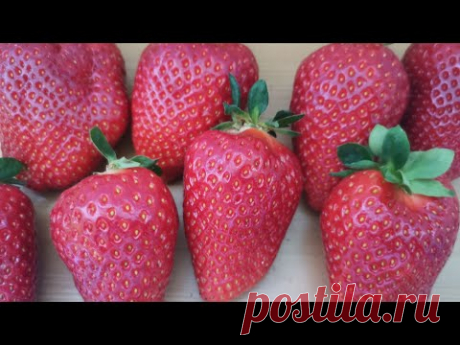 Клубника Перчинкью! Сладкий сорт, с фруктовым вкусом!