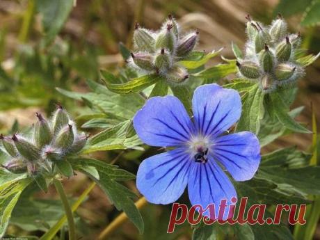 (99+) Одноклассники