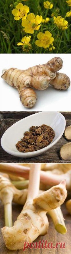 Корень калгана, лечебные свойства