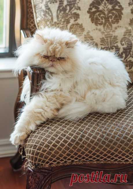 photogenic felines