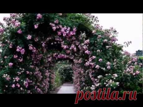 Город роз(Сергей Серафимов). - YouTube