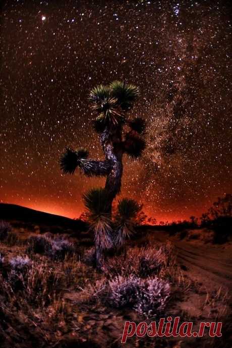 Night sky, Joshua Tree at National Park, California, United…
Beautiful Mother Nature  |  Pinterest • Всемирный каталог идей