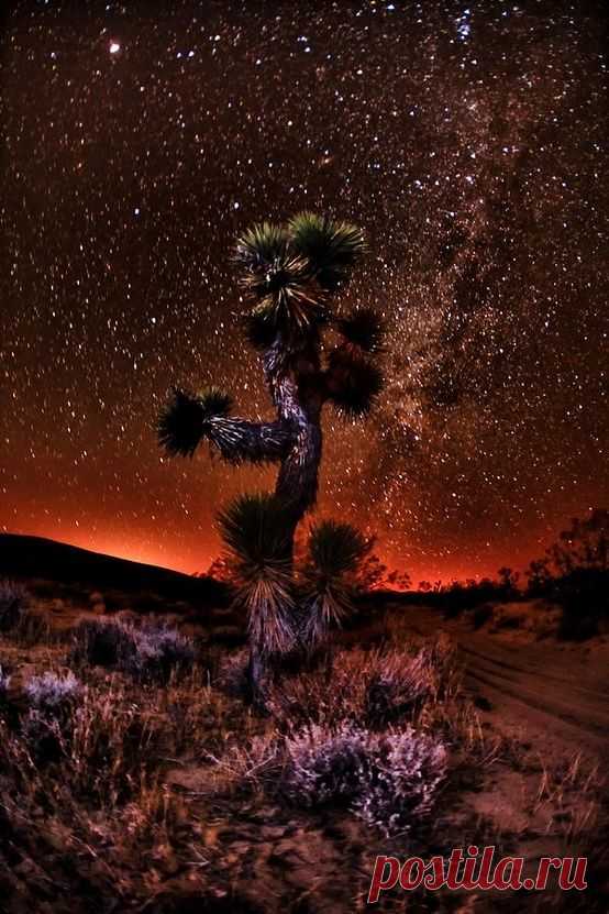 Night sky, Joshua Tree at National Park, California, United…
Beautiful Mother Nature  |  Pinterest • Всемирный каталог идей