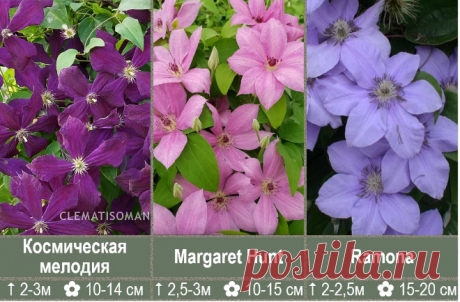 О.М.: На сайте одного из британских питомников написано про &quot;Маргатет Хант&quot;: &quot;В правильных условиях может вырасти до 12 м&quot;, а наши каталоги дают только 3 м...

Е.Р.: Да, вот такое влияние оказывает климат и поэтому так полезно проверять информацию в надежных отечественных каталогах