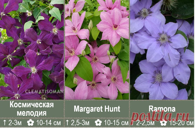 О.М.: На сайте одного из британских питомников написано про "Маргатет Хант": "В правильных условиях может вырасти до 12 м", а наши каталоги дают только 3 м...

Е.Р.: Да, вот такое влияние оказывает климат и поэтому так полезно проверять информацию в надежных отечественных каталогах