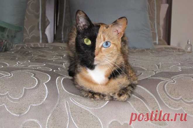 Двуликая кошка- химера.