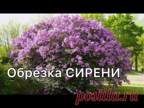 Как и когда обрезатьСИРЕНЬ для пышного цветения.Бесплатный мастер-класс от агронома.Дневник садовода