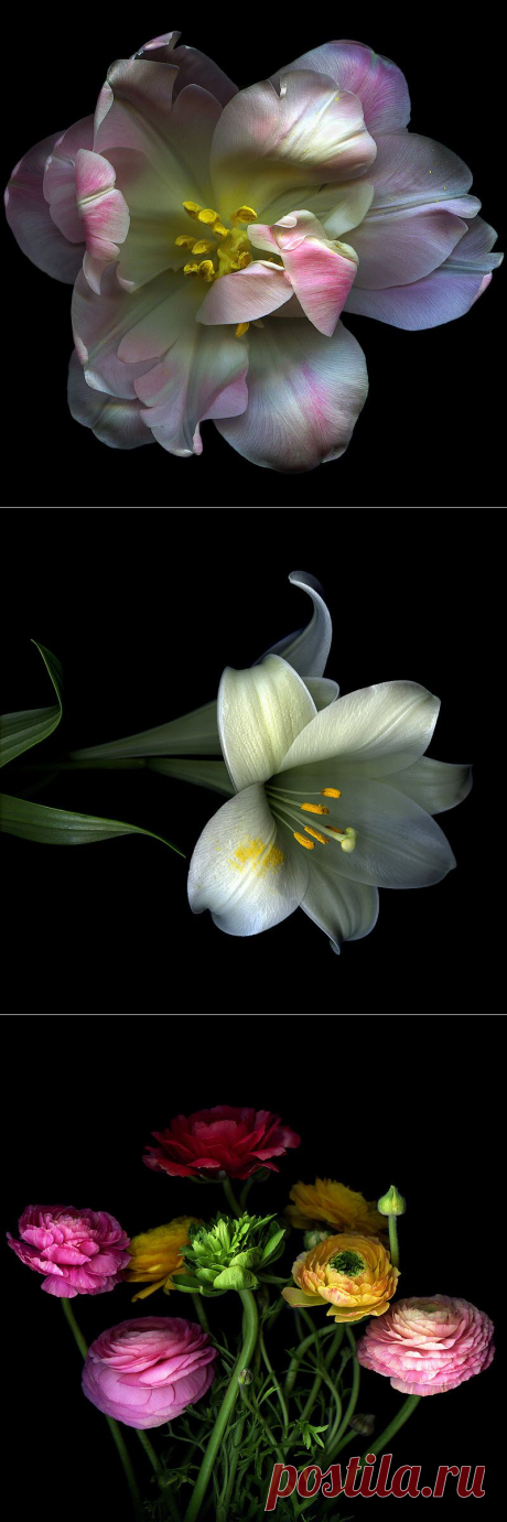 Красота на черном фоне..