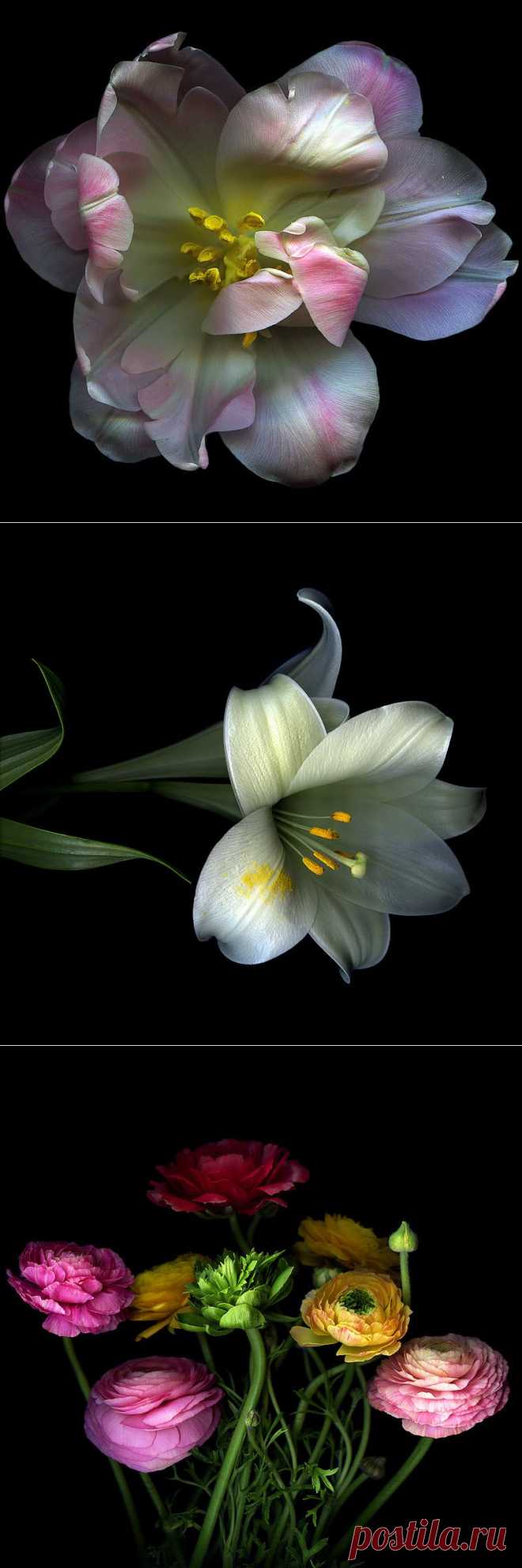 Красота на черном фоне..