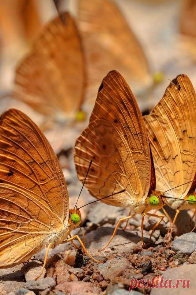 бабочки