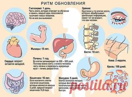 новое о регенерации органов человека: 16 тыс изображений найдено в Яндекс.Картинках