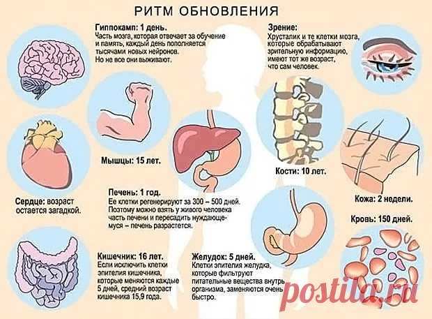 новое о регенерации органов человека: 16 тыс изображений найдено в Яндекс.Картинках