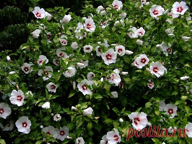 Гибискус сирийский: посадка и уход в открытом грунте