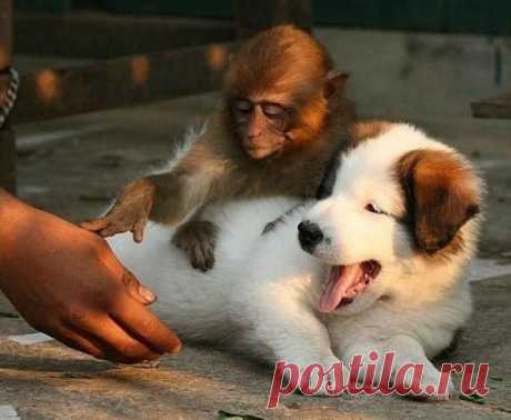 Пожалуйста, сэр, не трогайте собаку