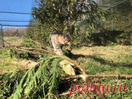 News — Wildcat Haven