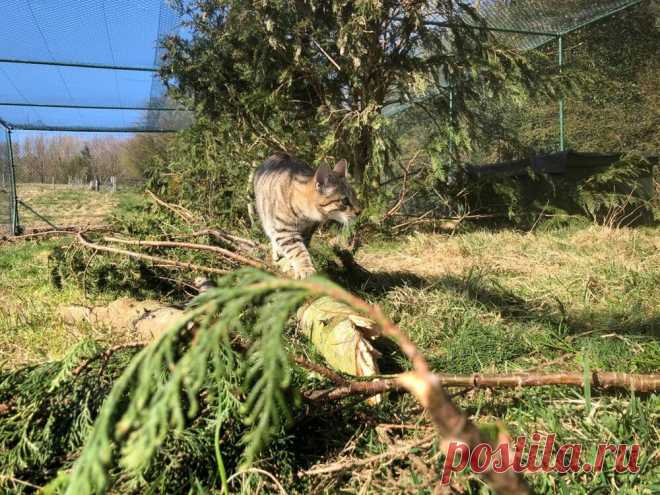 News — Wildcat Haven