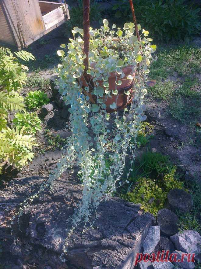 Дихондра ампельная «Серебристый водопад» (Dichondra repens, Dichondra argentea «Silver Falls»)