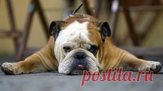 Скажи «нет» унылым брыльцам! Заставь мышцы удерживать овал лица. Четкая, подтянутая линия подбородка без операции. С возрастом замечаешь, как на лице появляются брыли — щеки словно опускаются вниз. Такие изменения естественны для кожи и рано или поздно настигнут всех. Женщинам приходится идти на радикальные меры, чтобы не допустить возникновения брылей или устранить уже имеющиеся. Брыли на лице появляются по многим причинам. Это и безжалостная гравитация, и ослабление жева...