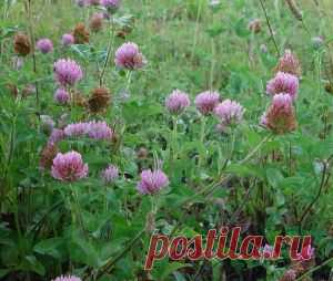 Головки клевера снижают холестерин | Яблочко молодильное