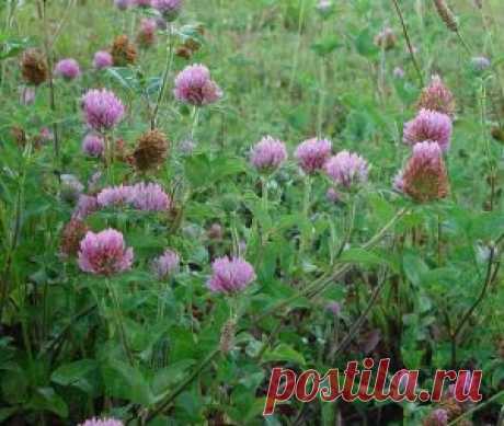 Головки клевера снижают холестерин | Яблочко молодильное
