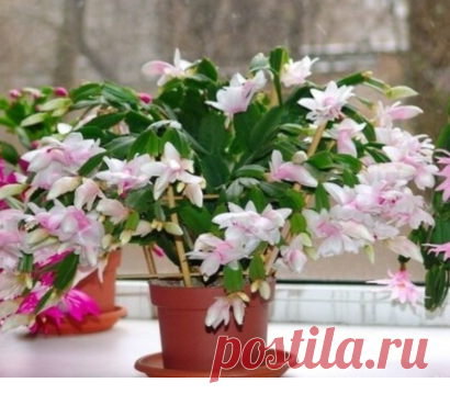 (2) Мой Мир@Mail.Ru