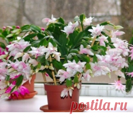(2) Мой Мир@Mail.Ru