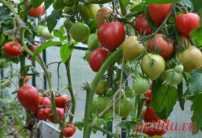 И всё-таки - сорта или гибриды томатов? О вкусах не спорят... | Мое любимое подворье | Яндекс Дзен