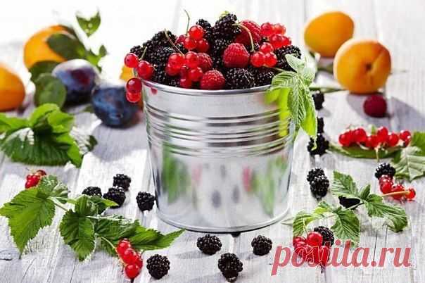Плодовые косточки иногда полезнее, чем сами фрукты