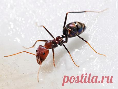 Борная кислота от муравьев в квартире