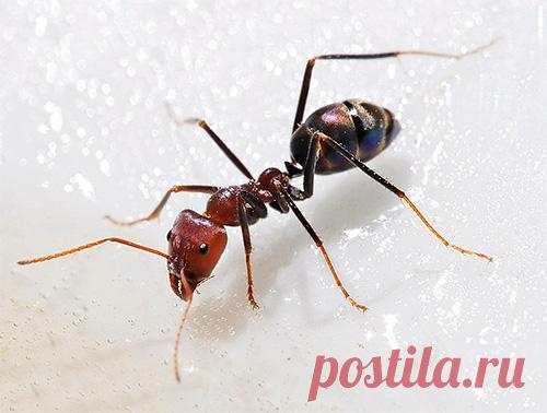 Борная кислота от муравьев в квартире