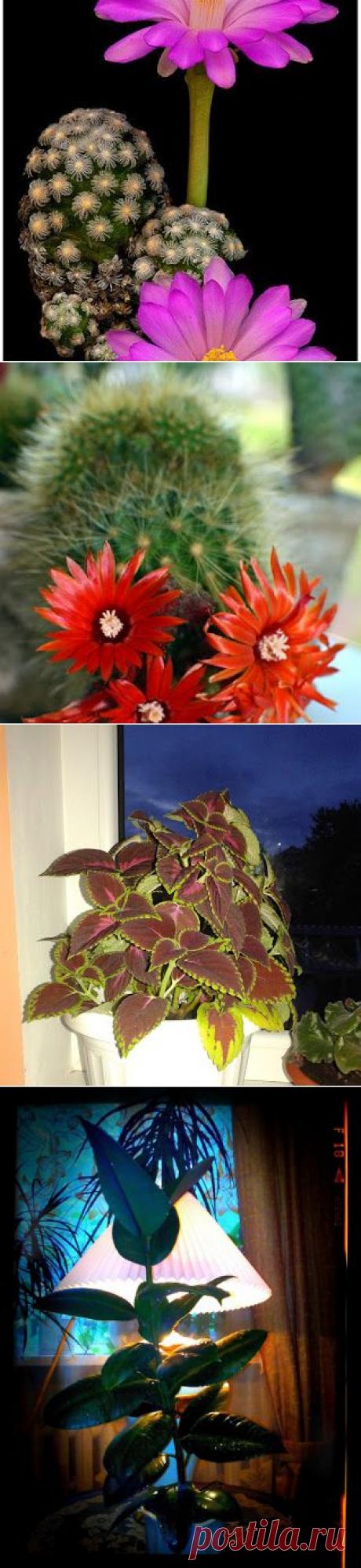 ღ✿Цветоводы✿ღ – Сообщество – Google+