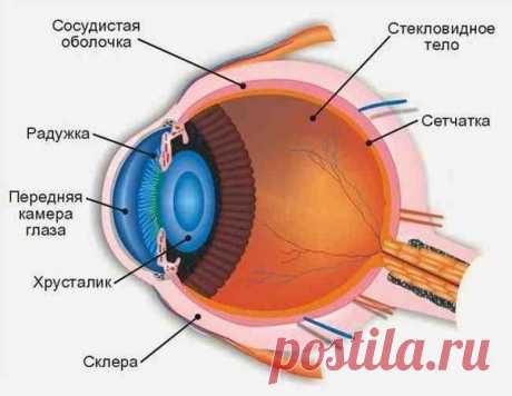 Силовые тренировки и зрение  / Медицина для всех