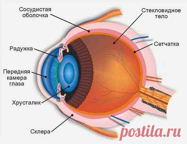 Силовые тренировки и зрение  / Медицина для всех