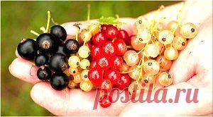 Заботимся о сердце | Советы Народной Мудрости