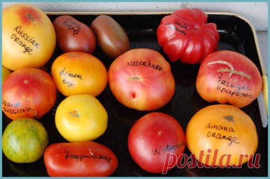 Как вырастить вкусные помидоры в открытом грунте