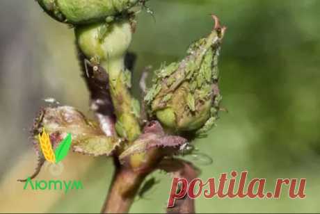 25 СПОСОБОВ ВЫВЕСТИ ТЛЮ - СОВЕТЫ ДАЧНИКАМ

1. Водкой. Для обработки пойдет самая дешевая. Все, что нужно, так это налить ее в пульверизатор и опрыснуть растения.
2. Кока-колой. Использовать так же, как и водку.
3. Хозяйственным мылом: 200 г растворить в 10 л воды.
4. Нашатырем: 1 ст. ложку развести в 10 л воды.
5. Кальцинированной содой: 1 ст. ложку растворить в 1 л воды. Добавить 40 г хозяйственного мыла.
6. Золой: 200–300 г залить 5 л крутого кипятка, остудить, процедить...