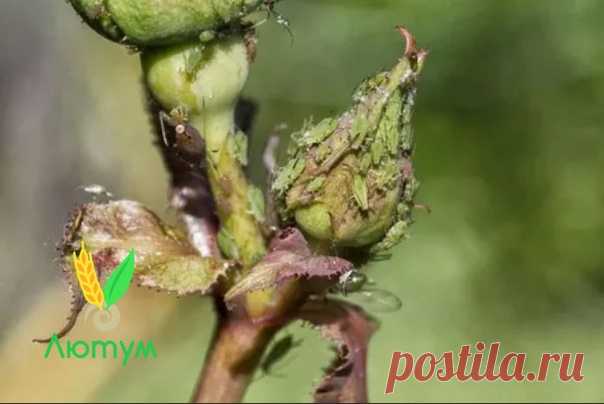 25 СПОСОБОВ ВЫВЕСТИ ТЛЮ - СОВЕТЫ ДАЧНИКАМ

1. Водкой. Для обработки пойдет самая дешевая. Все, что нужно, так это налить ее в пульверизатор и опрыснуть растения.
2. Кока-колой. Использовать так же, как и водку.
3. Хозяйственным мылом: 200 г растворить в 10 л воды.
4. Нашатырем: 1 ст. ложку развести в 10 л воды.
5. Кальцинированной содой: 1 ст. ложку растворить в 1 л воды. Добавить 40 г хозяйственного мыла.
6. Золой: 200–300 г залить 5 л крутого кипятка, остудить, процедить...